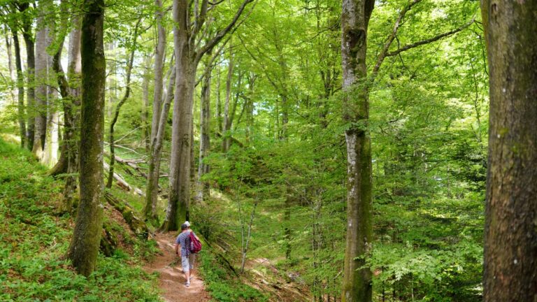 Foreste Casentinesi trekking dantesco