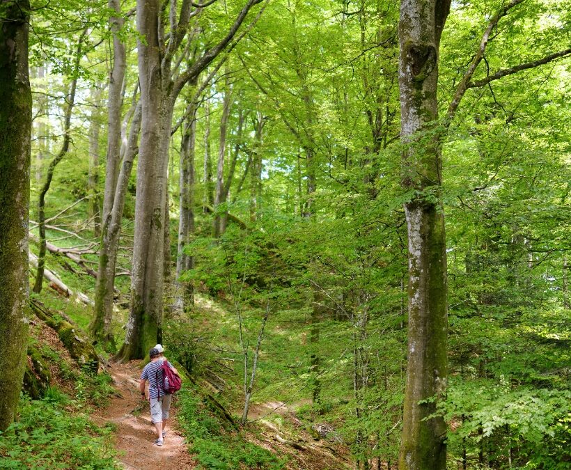 Foreste Casentinesi trekking dantesco