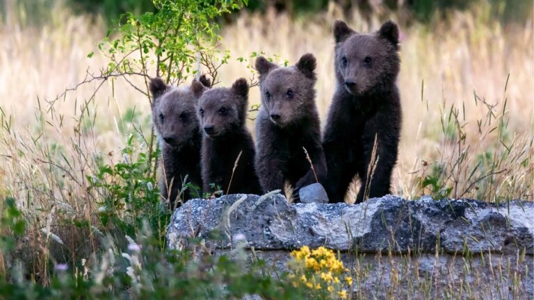 orso marsicano Abruzzo