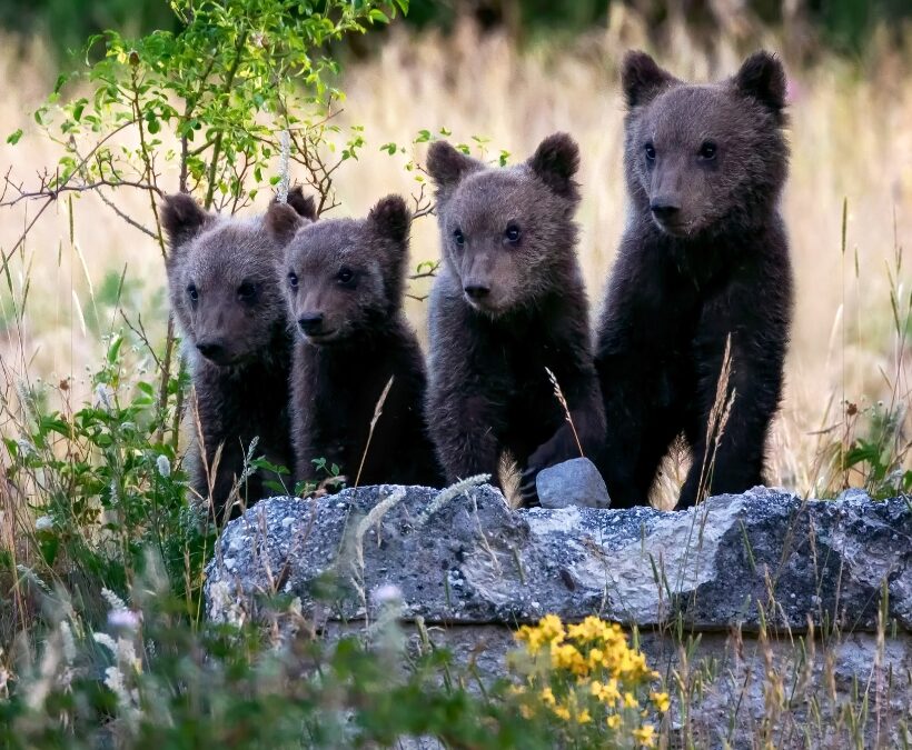 orso marsicano Abruzzo